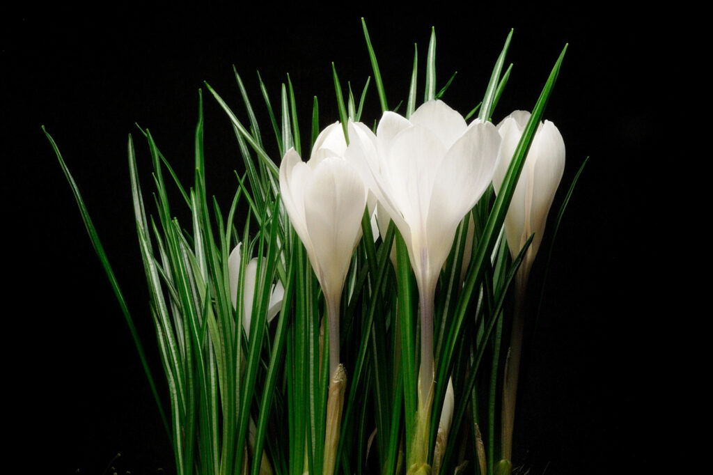 Weiße Krokusblüten umgeben von langen, grünen Blättern vor schwarzem Hintergrund.