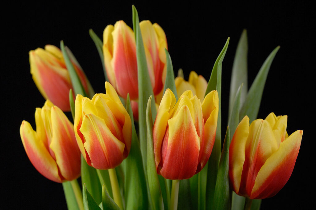 Strauß aus gelb-roten Tulpen vor schwarzem Hintergrund, mit grünen Blättern und geschlossenen Blüten.