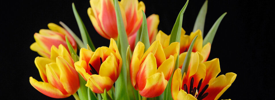 Strauß aus gelb-roten Tulpen vor schwarzem Hintergrund, mit grünen Blättern und geschlossenen Blüten.