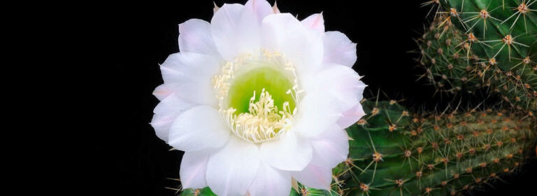 Die Schönheit der Bauernkaktus-Blüte im Zeitraffer (Echinopsis)